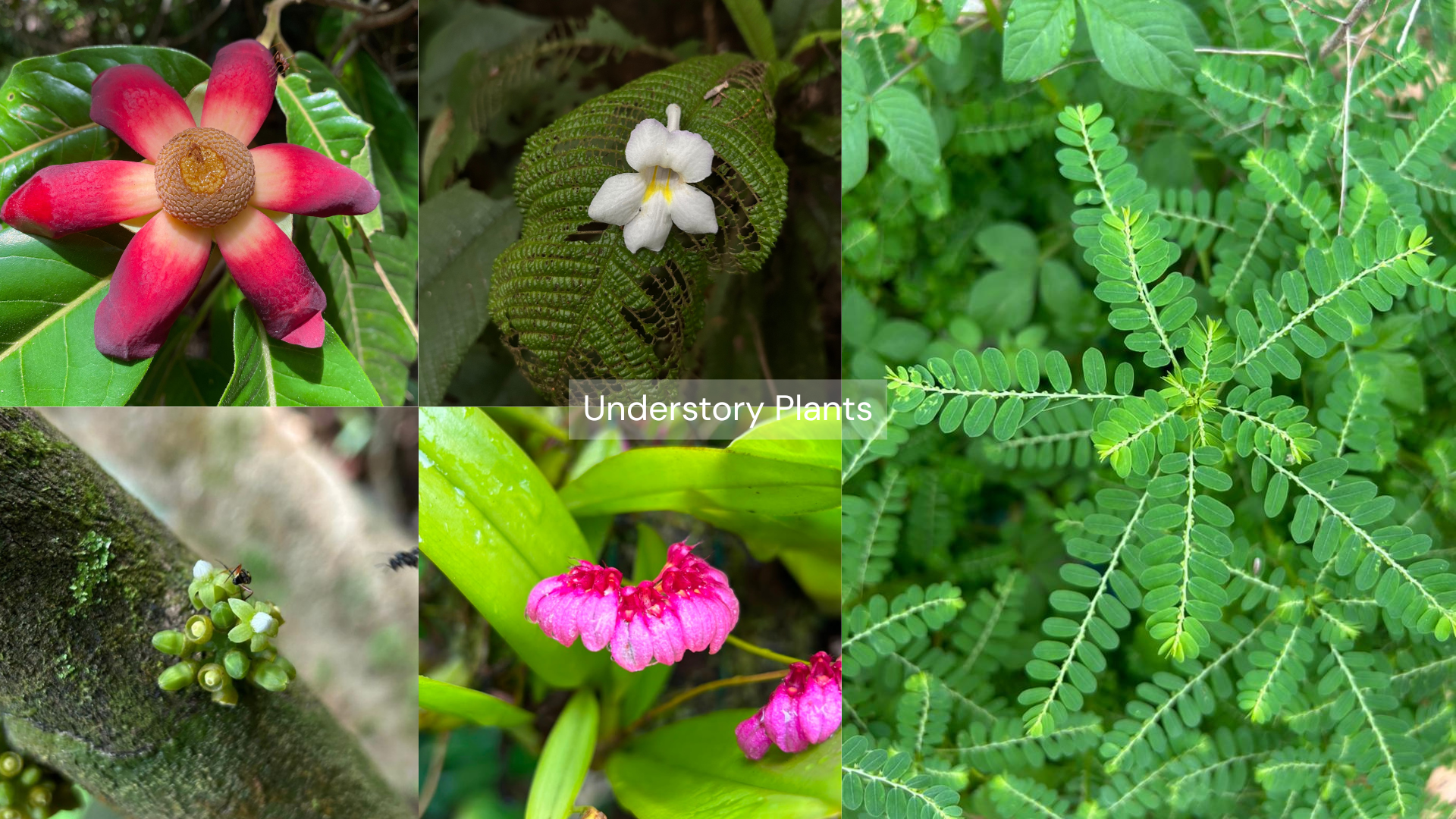 Collage of understory plants: red-p pink flower, white blossom on fern, fern fronds, mossy trunk with small green buds, and bright green leaves with pink flowers, showing diverse shade-loving flora